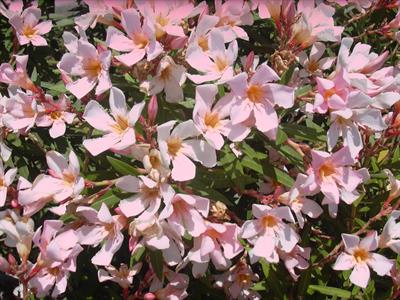 Nerium oleander - خرزهره